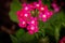 Verbena is anÂ annual flowerÂ known for being a garden treasure in areas where few other plants will grow.